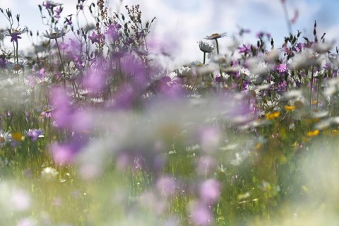 Blur experiment on a flowering meadow in summer
