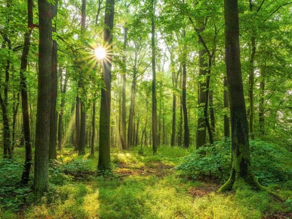 Sonniger naturnaher Eichenwald