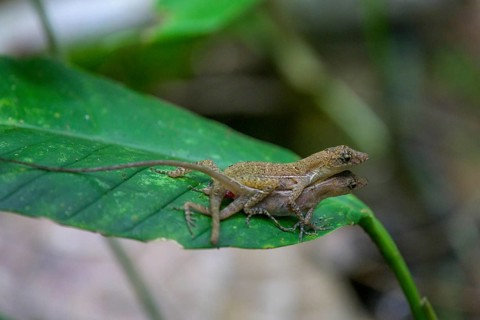 Anolis lizard copulating