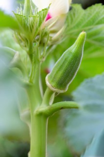 Blooming okra plant in garden