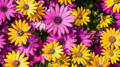 African Daisy Colour Mix