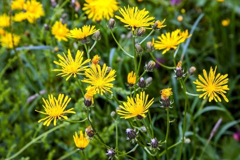 Rough hawksbeard
