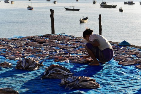 (Pisces) Ngapali Beach, Thandwe, Burma, Burma, Myanmar, Asia