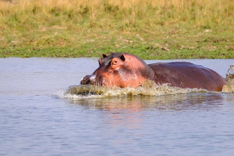 Hippo