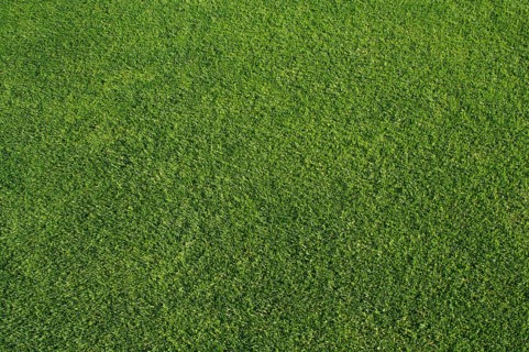 Close cut green grass background