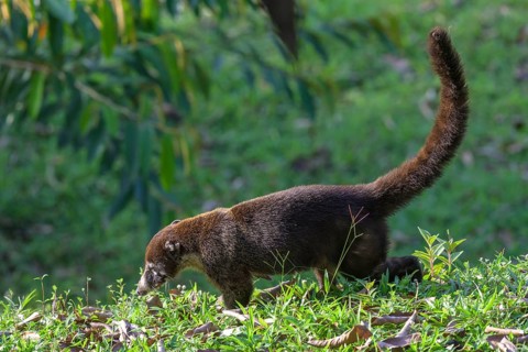 White nosed coati