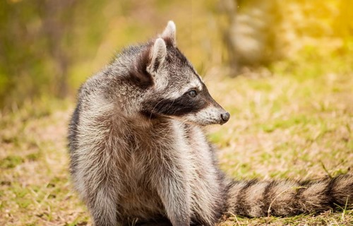 Close up of a raccoon in its habitat