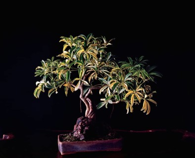Bonsai