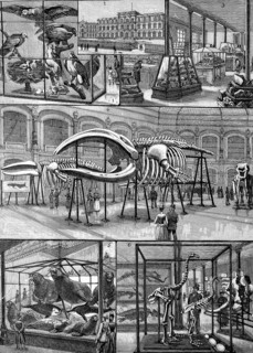 The Museum of Natural History in Berlin