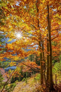 Sun shines on deciduous forest in autumn