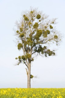 Poplar