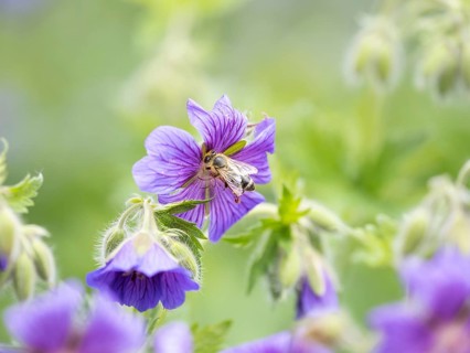 Honey bee