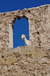 Billy goat looking through the window of a ruin