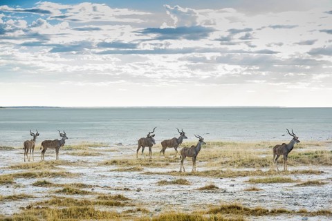 Greater kudu