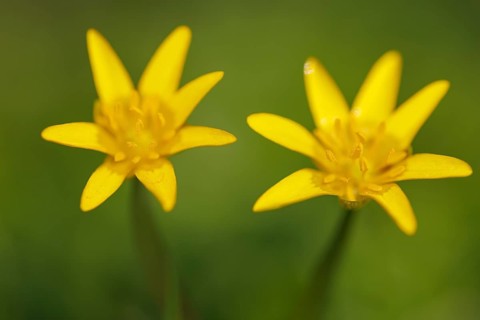 Lesser celandine