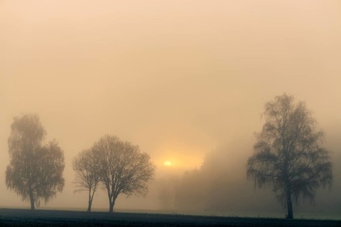 Baumreihe im Nebel bei Sonnenaufgang