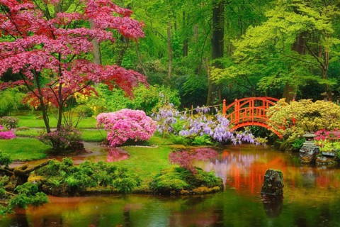 Small bridge in Japanese garden