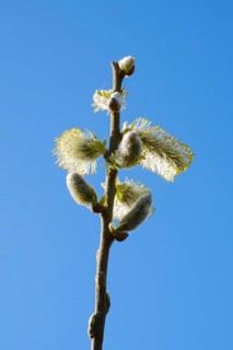 Weidenkaetzchen