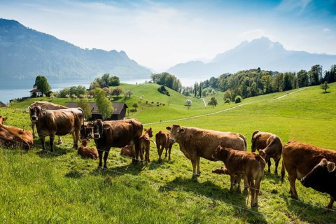 Panorama with lake and mountains and cows