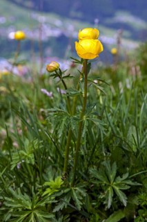 European globeflower