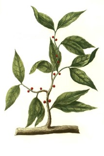 Cinnamon