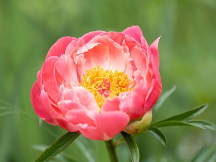 Bush peony