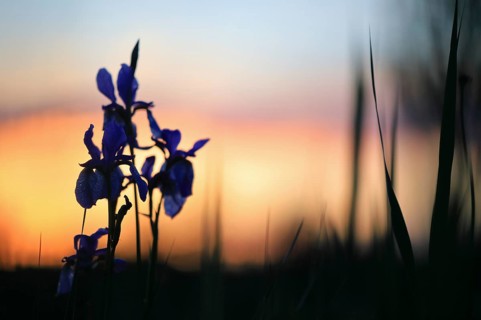 Siberian iris