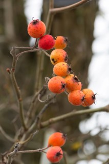 Fruits of the european crab apple