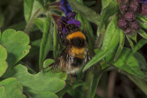 Large earth bumblebee