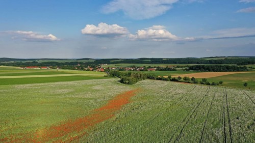 Field with Waldviertel grey poppy