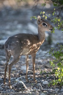 Kirk dikdik or kirk's dik-dik