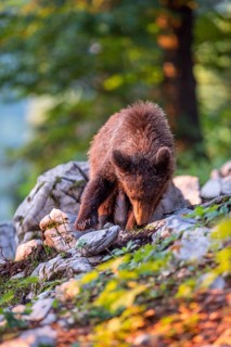 European Brown bear