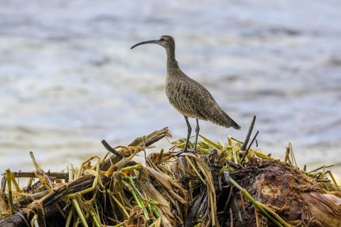 Long-billed curlew