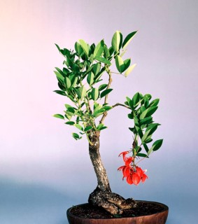 Bonsai