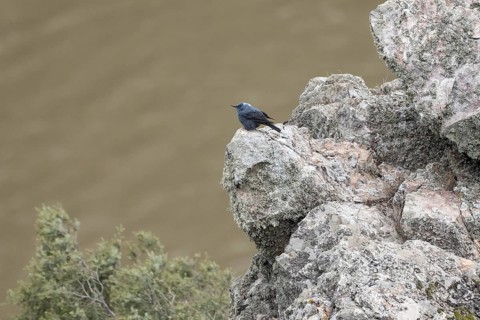 Blaumerle