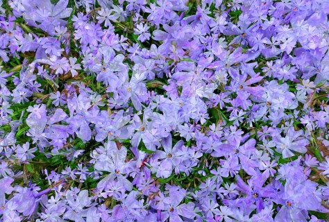 Flowers creative