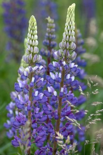 Blue white lupin