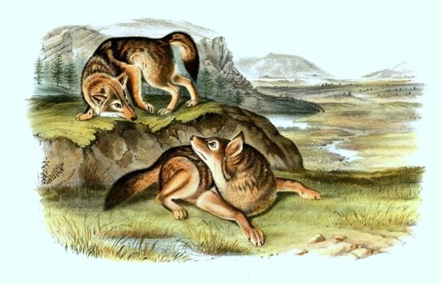 Coyote