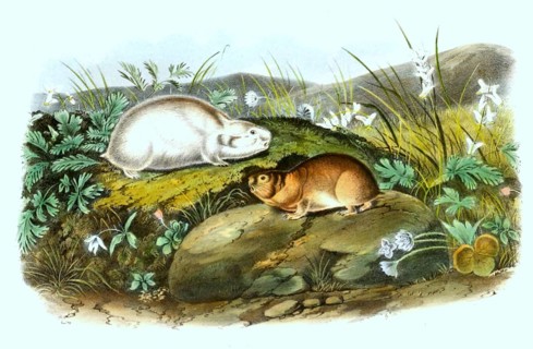 Ungava collared lemming