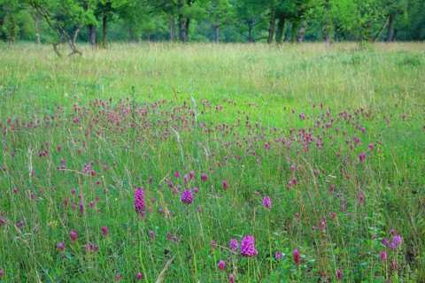 Group of quail wheat