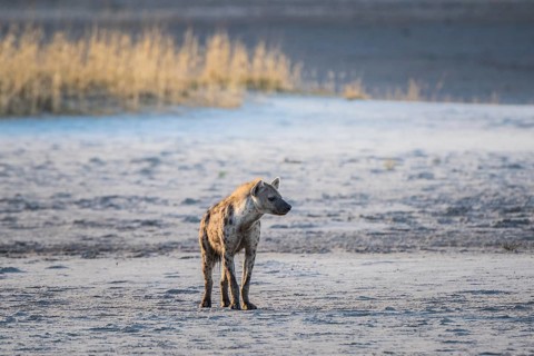 Spotted hyena