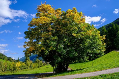 Tree on the Falschauer Bach