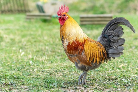 Rooster in a farmyard. Educational Farm