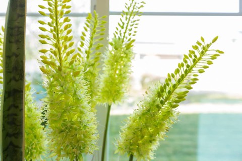 Abstract of green succulent plant in A window