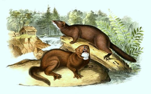 American Mink