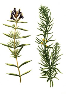 Chamaepitys vulgaris