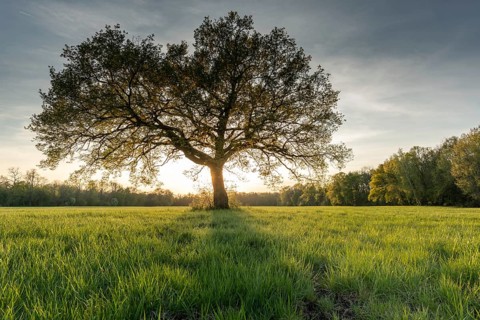 Large oak tree in a clearing at sunset in spring