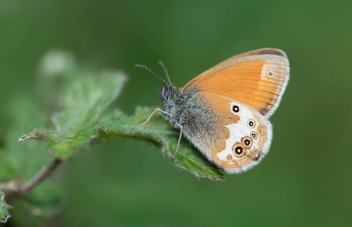 Weissbindige Wiesenvoegelchen