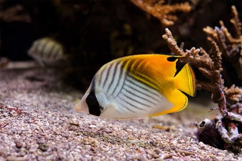 Threadfin butterflyfish