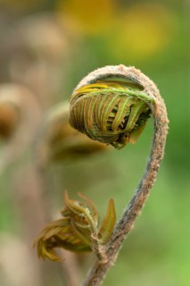 Rolled-up leaf of a royal fern
